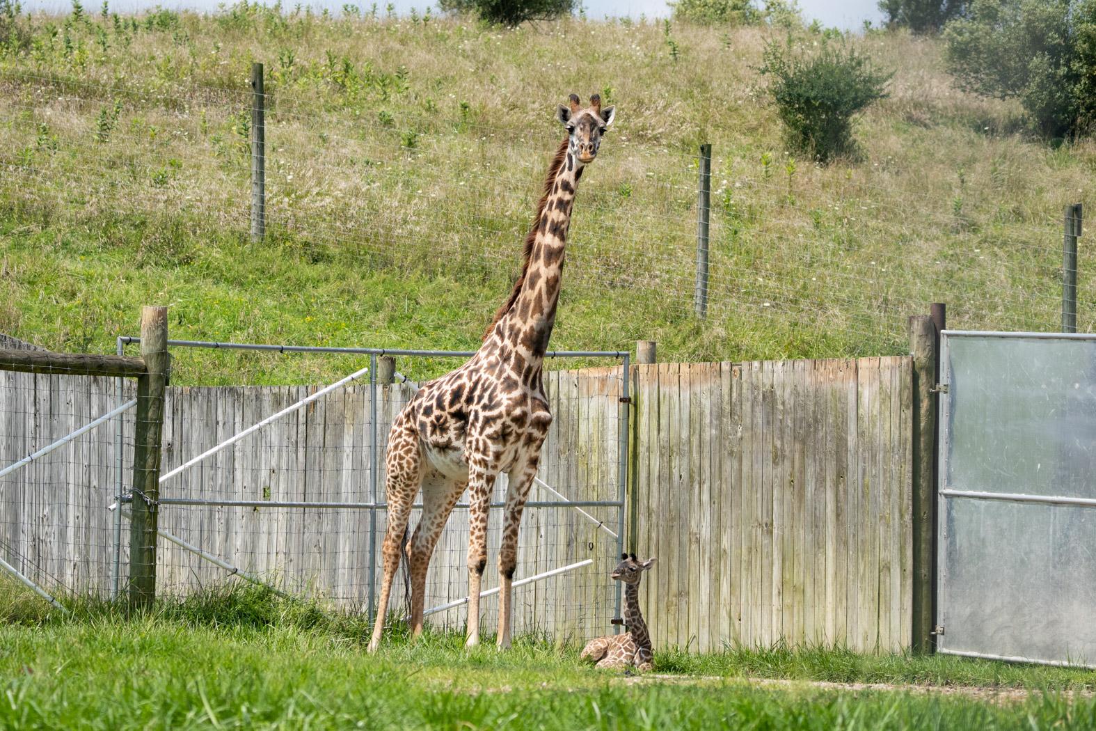 The Wilds Celebrates Birth of Endangered Giraffe Columbus Zoo and